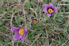 Pulsatilla vulgaris