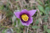 Pulsatilla vulgaris