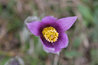 Pulsatilla vulgaris
