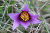 Pulsatilla vulgaris