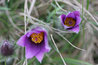 Pulsatilla vulgaris