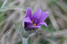 Pulsatilla vulgaris