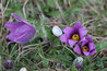Pulsatilla vulgaris