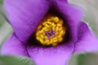 Pulsatilla vulgaris