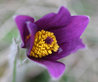 Pulsatilla vulgaris