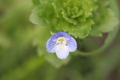 Veronica persica