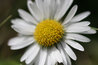 Bellis perennis