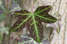 Hedera helix