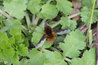 Bombylius major
