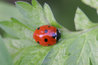 Coccinella