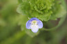 Veronica persica