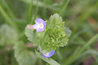 Common Field-speedwell