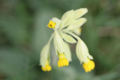 Primula veris