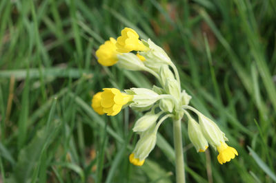 Primula veris