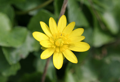 Ranunculus ficaria