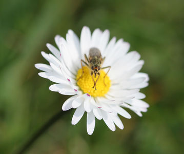 Bellis perennis