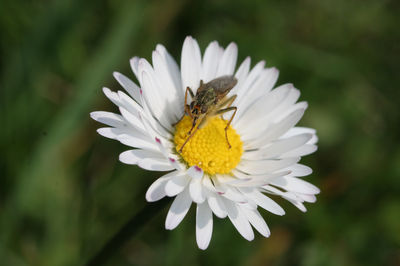 Bellis perennis
