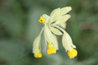 Primula veris