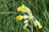 Primula veris