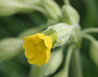 Primula veris