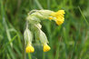 Primula veris