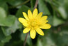 Ranunculus ficaria
