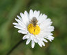 Bellis perennis