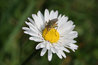 Bellis perennis