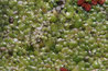 Common Duckweed