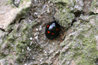Exochomus quadripustulatus