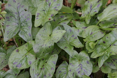 Arum maculatum