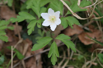 Anemone nemorosa