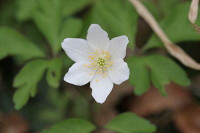 Anemone nemorosa