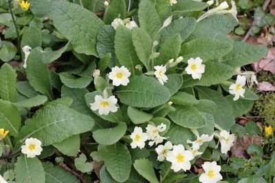 Primula vulgaris