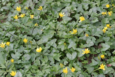 Ranunculus ficaria