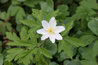 Anemone nemorosa