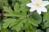 Anemone nemorosa
