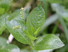 Mercurialis perennis