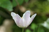 Anemone nemorosa