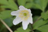 Anemone nemorosa