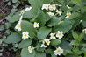 Primula vulgaris