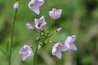 Cardamine pratensis