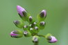Cardamine pratensis