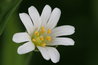 Stellaria holostea
