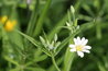Stellaria holostea