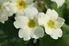 Primula vulgaris