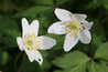 Anemone nemorosa