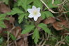 Anemone nemorosa