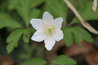 Anemone nemorosa