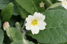 Primula vulgaris